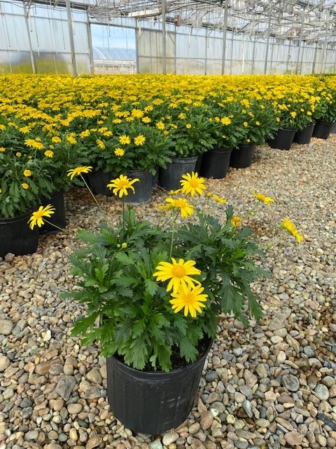 Euryops 'Sunshine Yellow'